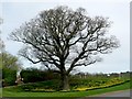 SP2291 : Tree by picnic site at West end of Shustoke Reservoir by Anne Patterson