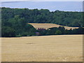 SU7438 : Wheatfield by Clay's Farm by Colin Smith