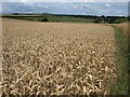 Wheatfield near Allington