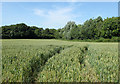 2010 : Crop identification, wheatfield in June