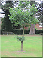 One of the Trafalgar Oak trees