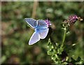 Butterfly near Marldon