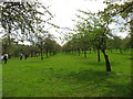 Orchard near Grosmont