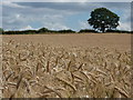 In a barley field