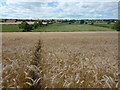 Barley field near Stretton Hall Farm