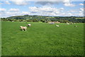 Sheep grazing at Far Benfield Farm