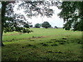 Field, Croes-y-mwyalch Farm, Llantarnam