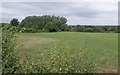 Field, Stoke St Gregory