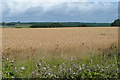 Farmland north of Wootton