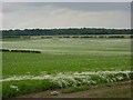 Arable farmland east of Worksop