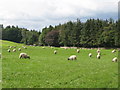 NY7363 : Pastures and woodland west of East Unthank by Mike Quinn