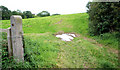 Surviving fields, Banbridge (4)