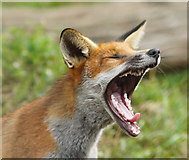 TQ3643 : Yawning Fox by Peter Trimming