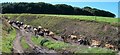 Cattle approaching the new tunnel under the Sarn Meyllteyrn road