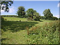 Field at Sticklepath