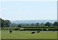 2010 : Cattle in a field west of Devizes