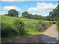 Sheep grazing near Great Park Road