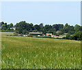 ST8244 : 2010 : Field of barley near Longhedge by Maurice Pullin