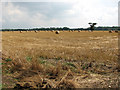 Harvested field south of St Thomas Lane