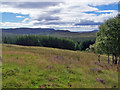 Large clearing in Kinloch Forest