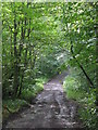 Track between Langley Castle and Elrington