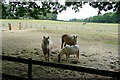 Paddocks from the footpath