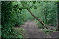 Bridleway towards Pallingham