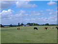 Grazing land, Plaster Pitts Farm