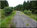 H2474 : Forest road, Lough Bradan Forest by Kenneth  Allen