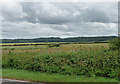 Farmland near Hindon (2)