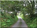 Bend of a tree lined section of the lane to Bryncroes