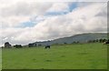 Cattle grazing at Bodnithoedd farm, Botwnnog