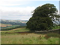 Rough pastures and woodland east of Langley Castle