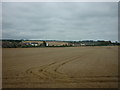 Corn field at East Ayton