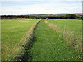 Footpath across a meadow