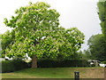 Catalpa bignonioides 