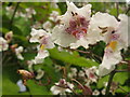 Catalpa Bignonioides flowers