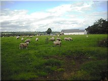 NT0070 : Sheep at Byres by Jim Smillie