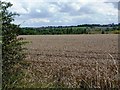 Wheat field