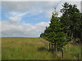 Rough pasture and woodland above King Water