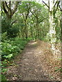 Bridleway, Whitsbury Wood