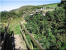SN3255 : Footbridge on the Ceredigion coast path by Rudi Winter