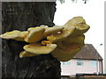 Bracket fungus on a Hawthorn