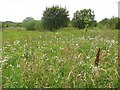 Flowers, West Arbuckle