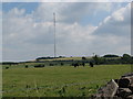 Cattle graze in a Mendip field