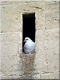 ST8770 : Feral pigeon, St Bartholomew's Church by Maigheach-gheal