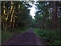 The Barnsley Boundary Walk in Wharncliffe Wood