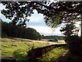 Evening Sun in Grenoside Wood