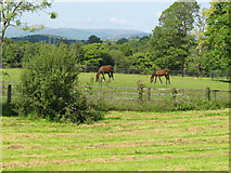 R6062 : Horses near Annegrove Bridge by David Hawgood