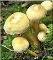 SJ7965 : Toadstools in the woods by Jonathan Kington